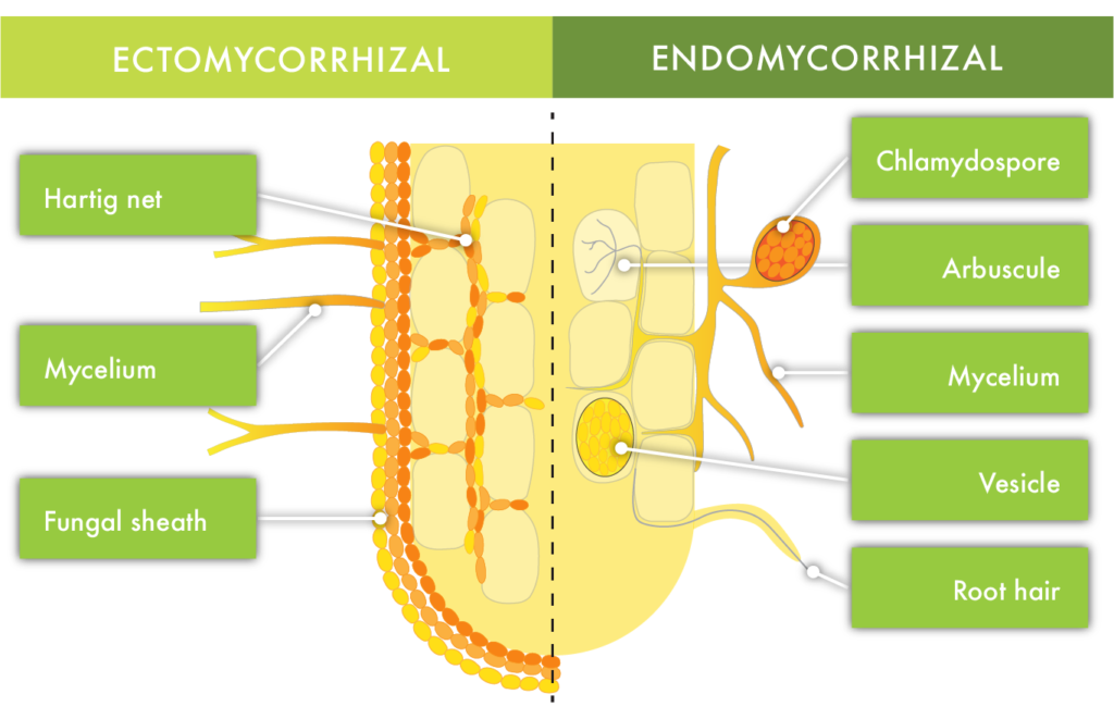 endomycorrhizal