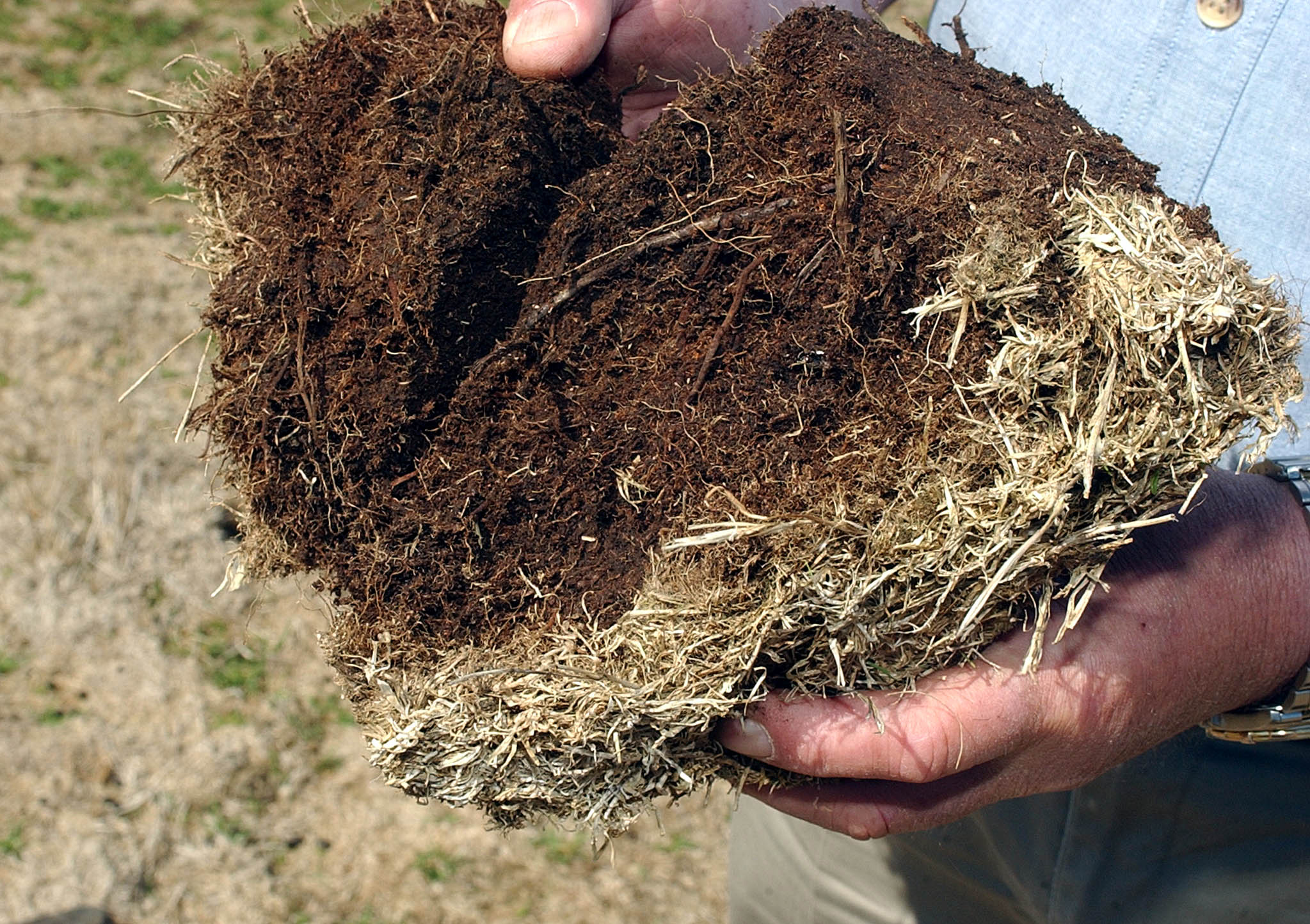 A sample of pasture grass, showing a thick layer of dry thatch on top of the soil and grass roots barely penetrating into the soil.