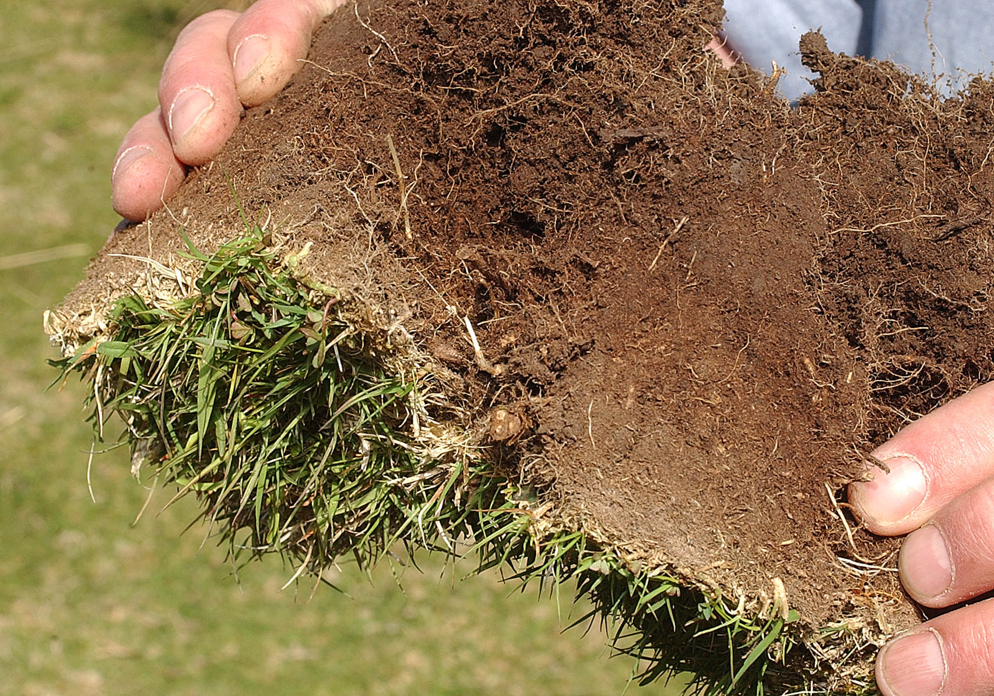 Pasture that has been treated with ThatchBusta, there is no layer of thatch and you can see the grass roots penetrate more deeply into the soil.