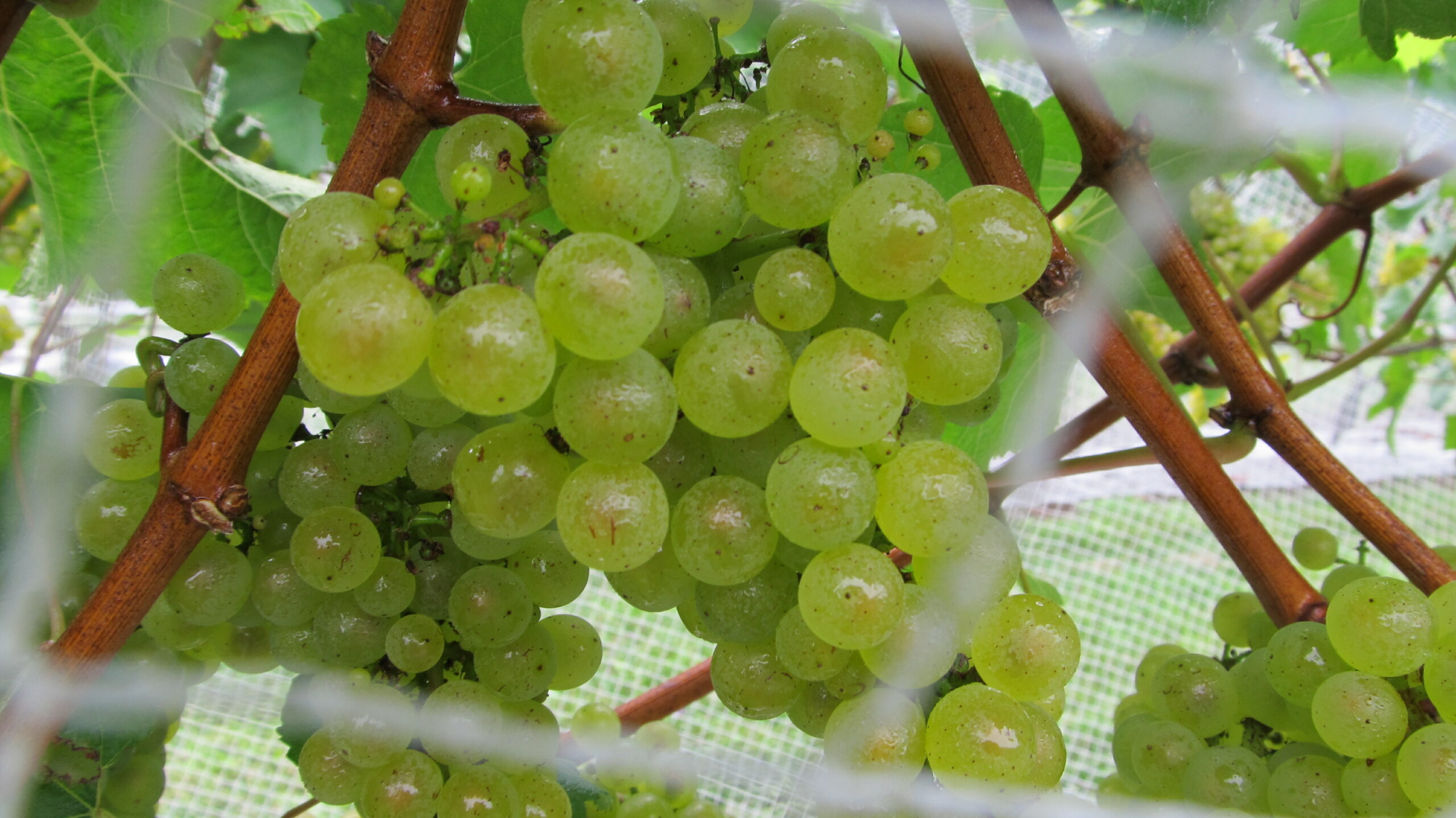 Healthy grapes on a vine