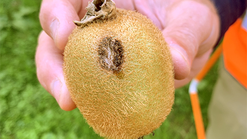 A Kiwifruit with Sclerotinia infection