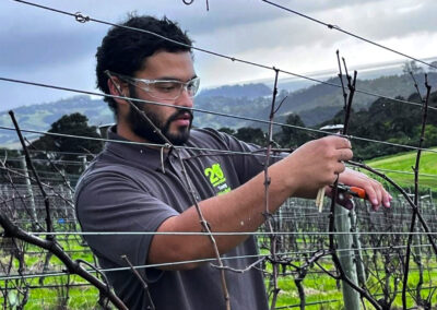 A Hortisports competitor wearing safety googles prunes some grape vines in a vineyard.